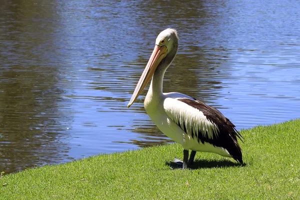 stock image Australian Pelican along a River bank