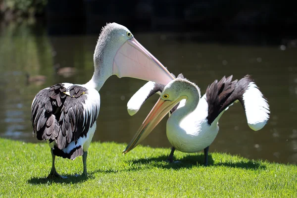 Zwei australische Pelikane — Stockfoto