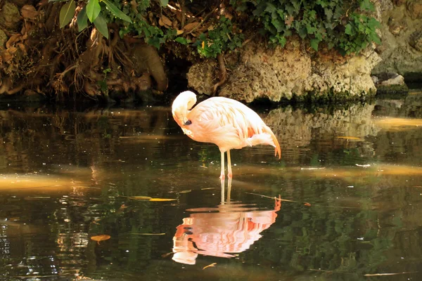 Chilenska flamingo — Stockfoto