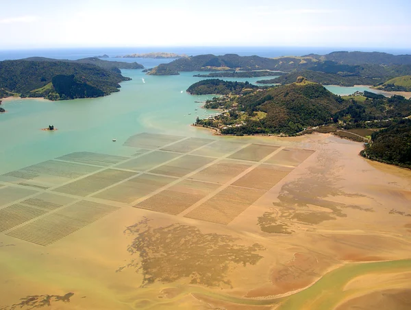 Mussel/Oyster Beds, New Zealand — Stock Photo, Image