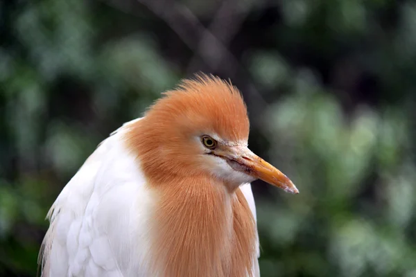 Breeding Eastern Cattle Egret — Stock Photo, Image