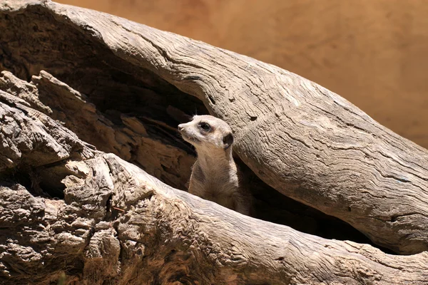 Erdmännchen suricate - suricata suricatta — Stockfoto