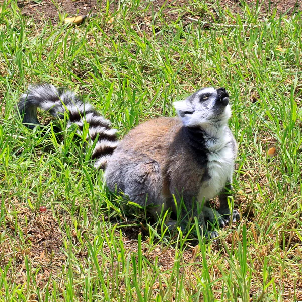 Ogoniasty lemur - lemur catta — Zdjęcie stockowe