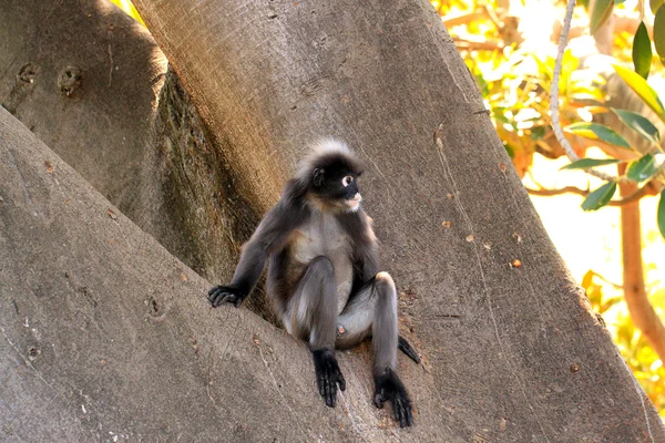 Mono de hoja oscura —  Fotos de Stock