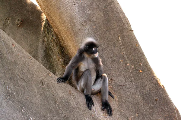 Mono de hoja oscura - Aislado en blanco — Foto de Stock
