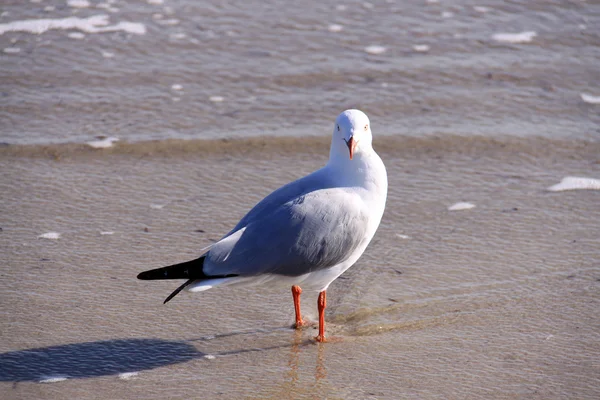 在海滩澳大利亚银鸥 — 图库照片