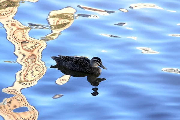 Pacific Black Duck on River Reflections — Stock Photo, Image