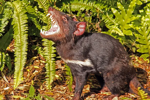 Diavolo della Tasmania ringhiando — Foto Stock