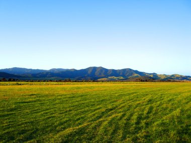 Grassy field of the Okiwi runway, NZ clipart