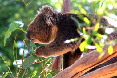 Koala eating leaves in Eucalyptus Tree clipart