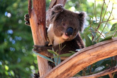 Victorian Koala in a Eucalyptus Tree clipart