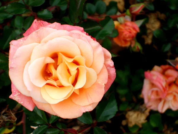 Albaricoque Rose Bush —  Fotos de Stock