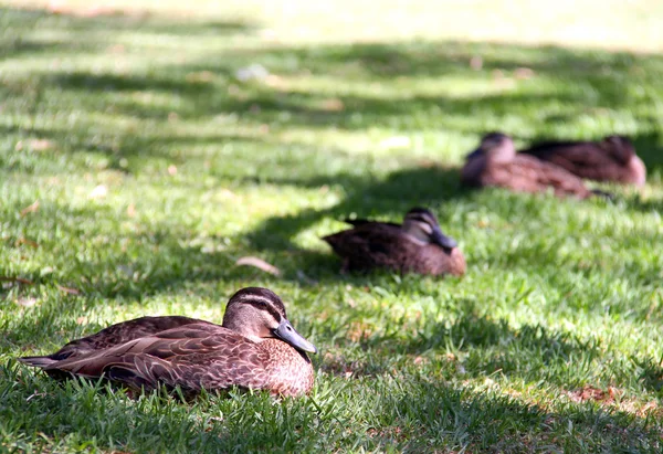 Pacific Black Ducks покоится на траве — стоковое фото