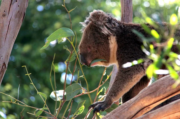 Koala comendo folhas de eucalipto — Fotografia de Stock