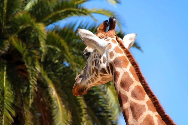 Giraffe achteruit oogcontact maken — Stockfoto