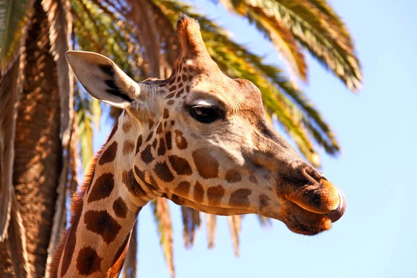 在棕榈树的长颈鹿 — 图库照片