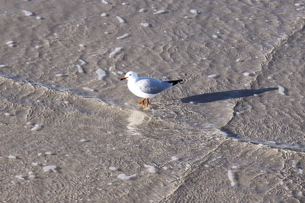 Australian Seagull in Beach Waters — Stock Photo, Image