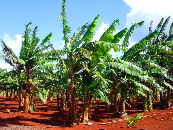 Ananasové plantáže, Havaj Royalty Free Stock Obrázky