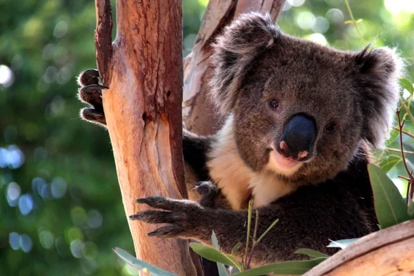 Koala vitoriana em eucalipto Imagens Royalty-Free