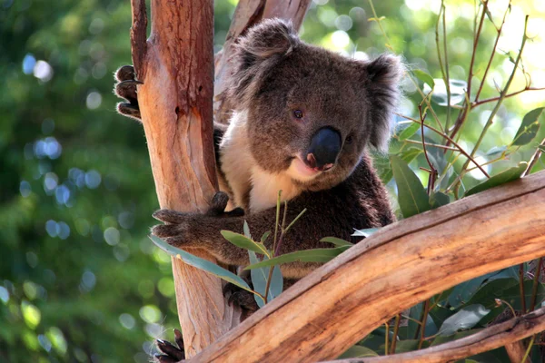 Koala vitoriana em uma árvore de eucalipto Imagem De Stock