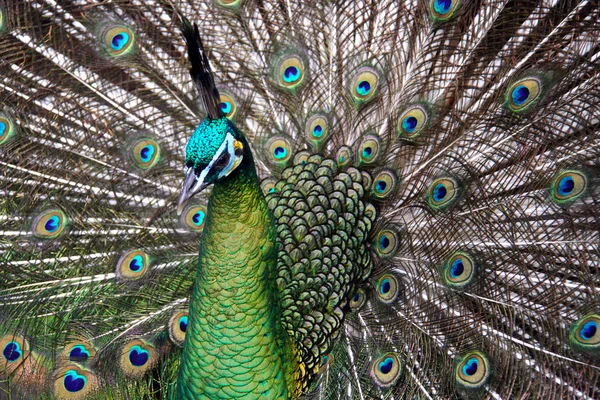 Male Green Peafowl (Peacock) — Stock Photo, Image