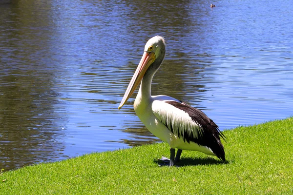 Pelikan australijski — Zdjęcie stockowe