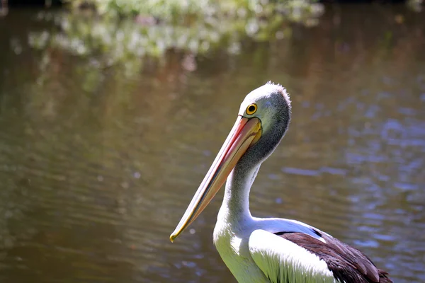 Pelikan australijski — Zdjęcie stockowe