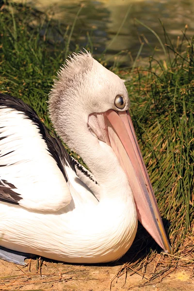 Австралийский пеликан отдыхает — стоковое фото