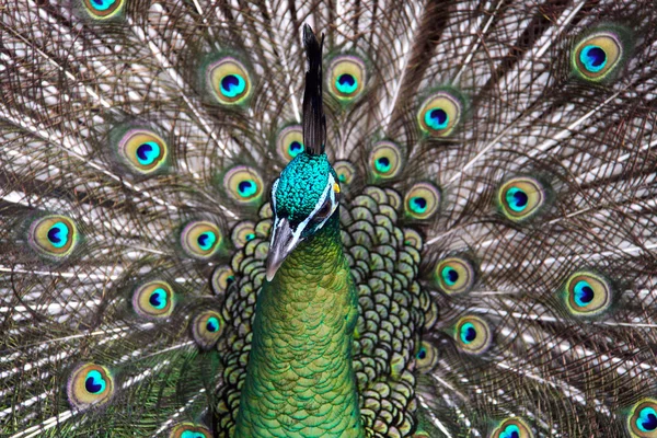 Mannelijke groene pauw (pauw) — Stockfoto