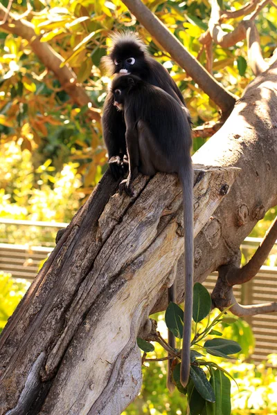 Dos monos de hoja oscura —  Fotos de Stock