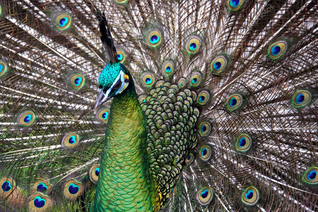 male green peafowl(peacock 图库照片 08 cloudia newland