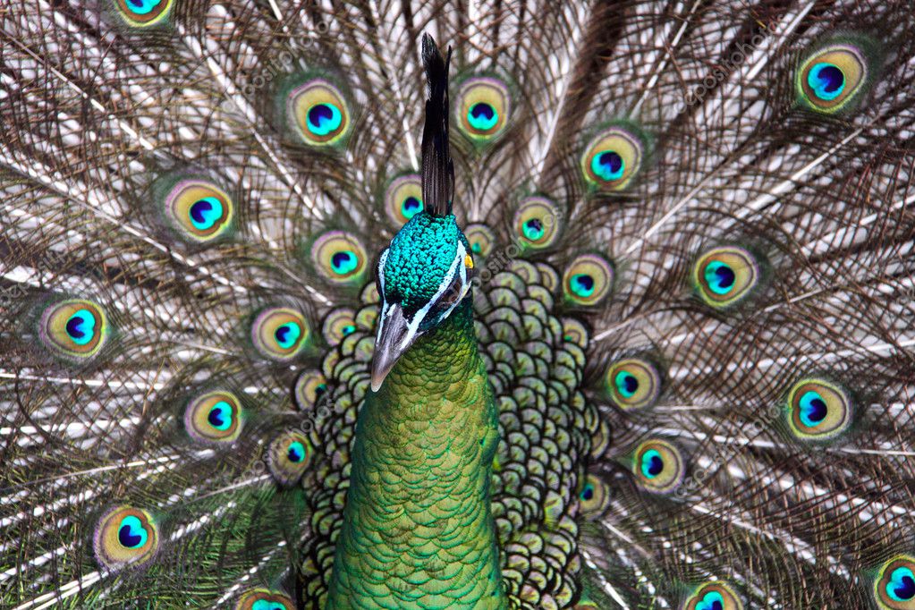 Male Green Peafowl (Peacock) Stock Photo By ©cloudia 2499081