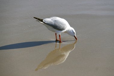 Australian Silver Gull at the Beach clipart