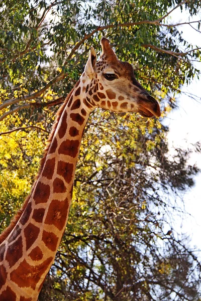 Giraffe nek en gezicht - kant profiel — Stockfoto