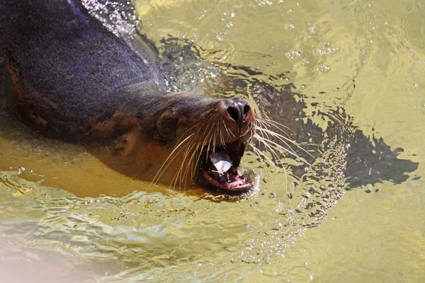 Australiskt sjölejon äta en fisk. — Stockfoto