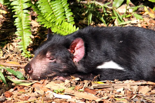 Tasmanischer Teufel sonnt sich in der Sonne — Stockfoto