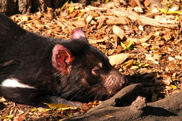 Tasmán ördög sütkérezve a napfényben — Stock Fotó