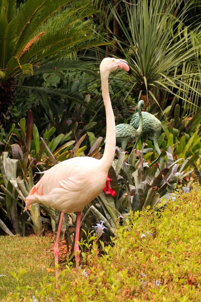 Större flamingo stående — Stockfoto