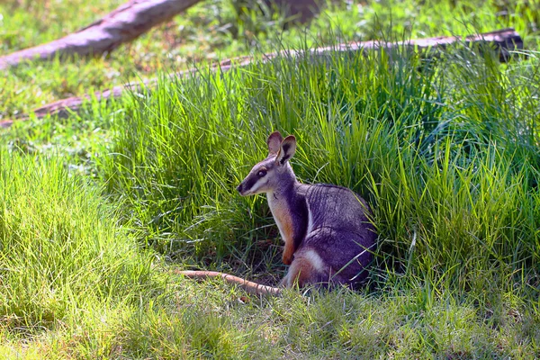 Rocha-wallaby de pés amarelos — Fotografia de Stock