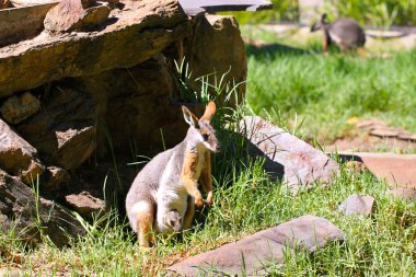 Yellow-Footed Rock-Wallaby & Joey clipart