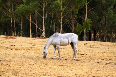 Horse Grazing on dry grass on hill clipart