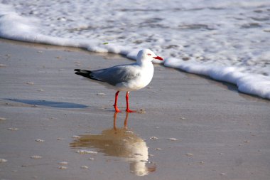 Australian Silver Gull at the Beach clipart