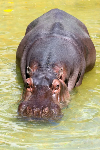 Hippopotomus Anfibio — Foto de Stock