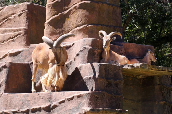 Üç Berberi koyunu - ammotragus lervia — Stok fotoğraf