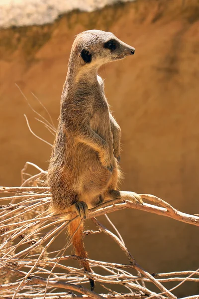 Meerkat (Surikate) como Sentinela — Fotografia de Stock