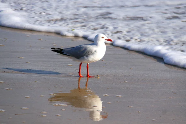 在海滩澳大利亚银鸥 — 图库照片