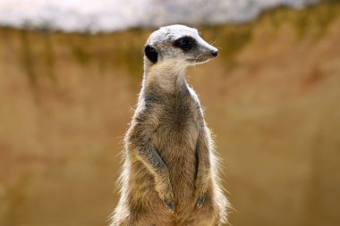 Meerkat (Surikate) on guard clipart