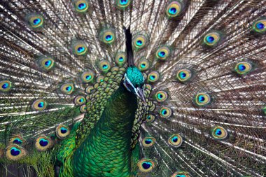 Male Green Peafowl (Peacock) clipart
