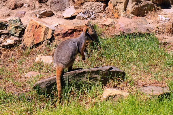 Sárgalábú rock-wallaby — Stock Fotó