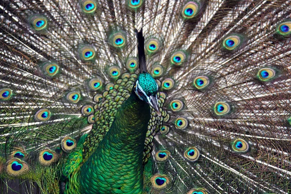 Male Green Peafowl (Peacock) — Stock Photo, Image